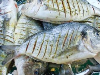 Perkecil Resiko Kanker Usus dengan Makan Ikan