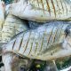 Manfaat Konsumsi Ikan Risiko Kanker Usus